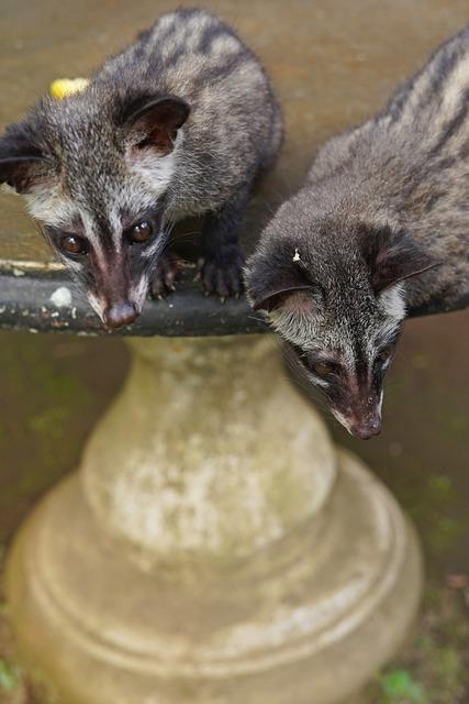 Kopi luwak: Zážitková prodejna kávy a čaje