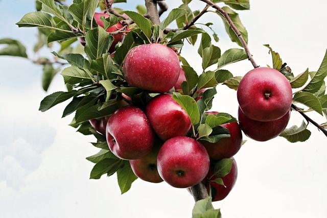 Jablka a ořechy: Dvojice ingrediencí pro dokonalou harmonii