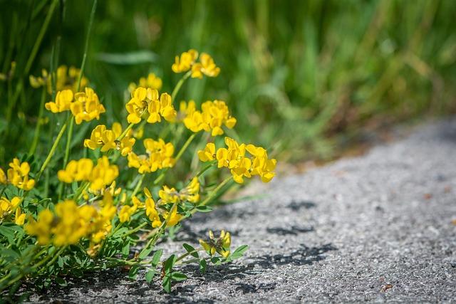 Fenugreek jako náhražka kávy: Proč a jak