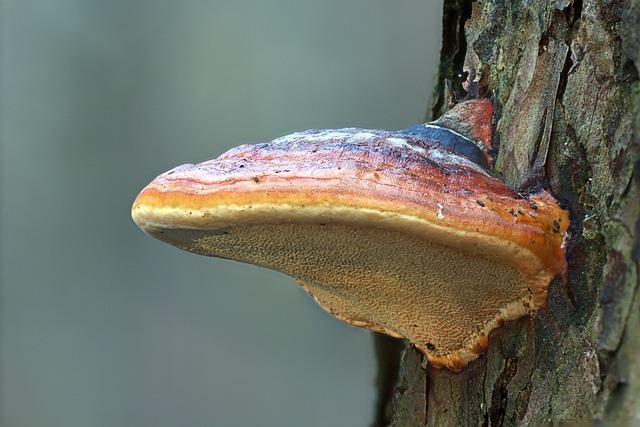 Káva s reishi: Diskuze o superpotravině v šálku