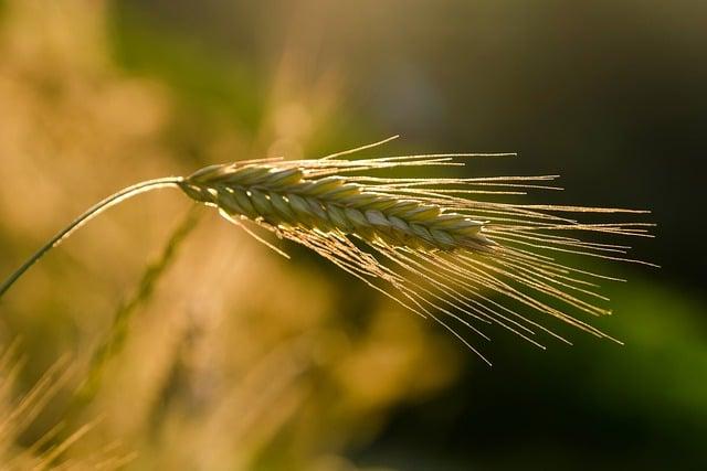 Cizokrajné koření kávovník arabský: Pěstujte si vůně světa