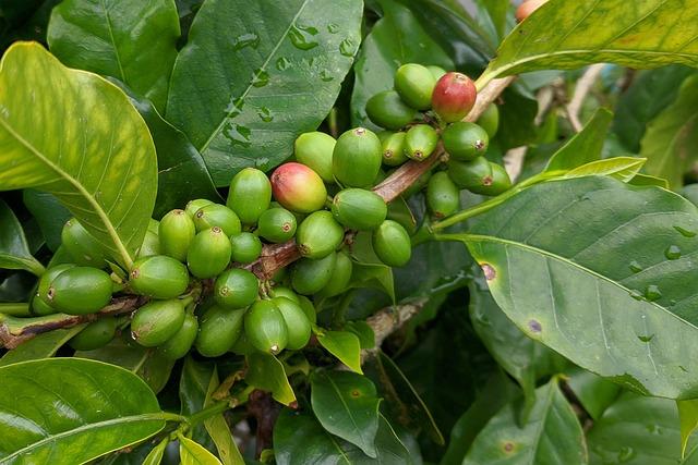 Coffea arabica L kávovník arabský: Průvodce pro milovníky kávy