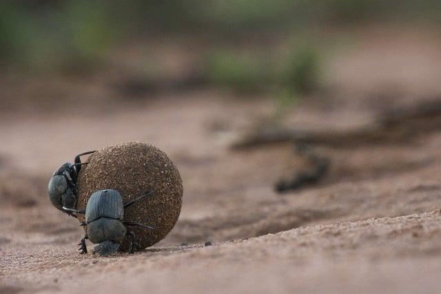 Hnojení kávovníku arabica: Klíč k bohaté úrodě