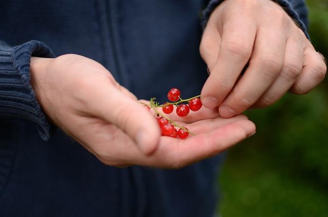 Důležité látky obsažené v čaji a jejich benefity