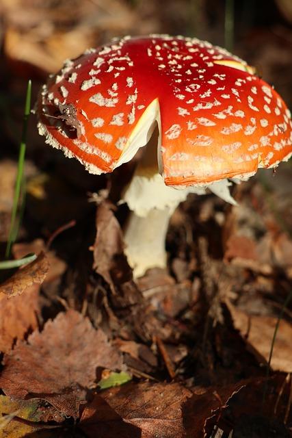 Rizika spojená s kofeinem a kojením