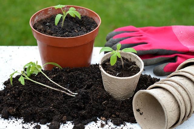 Doporučené postupy pro repotting kávovníku: Jak přesadit svou rostlinu