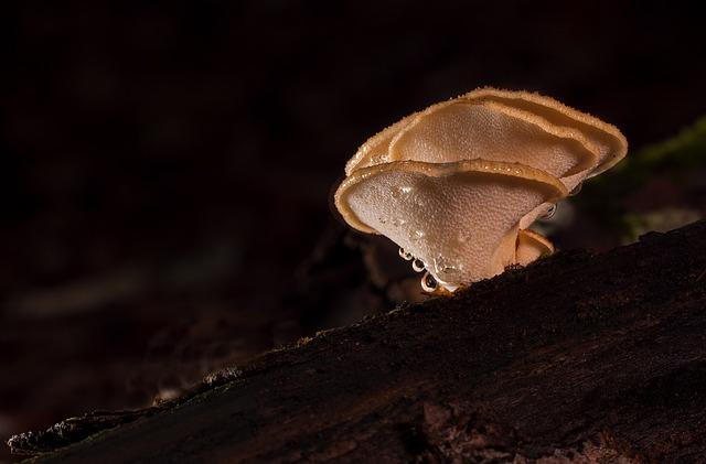 Reishi houbová káva: Zázrak pro vaše zdraví!