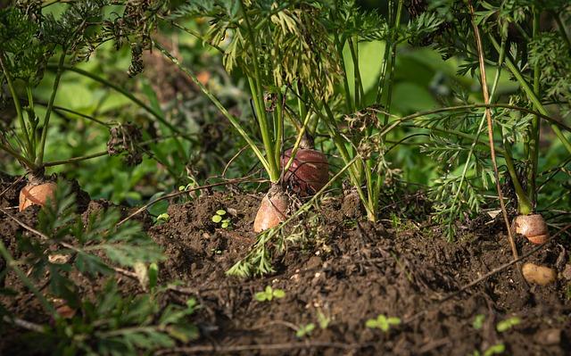 Jak se podporuje udržitelné zemědělství na kávových plantážích?