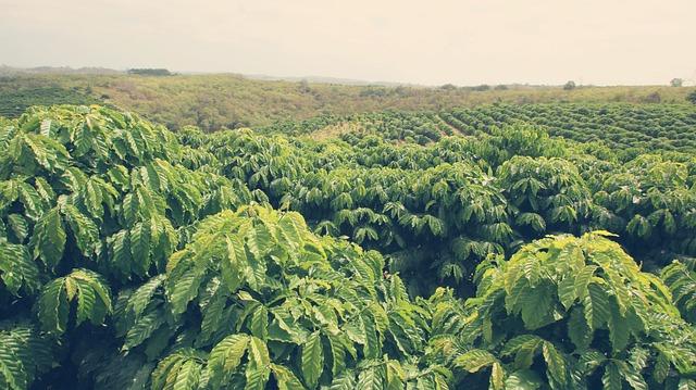 Které jsou nejlepší druhy Coffea kávovníku arabského pro vaše chuťové pohárky