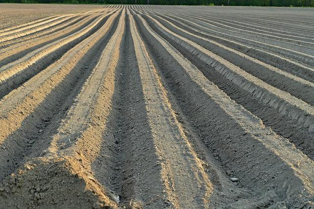 Příprava půdy pro kávovník: kroky a tipy pro úspěšné pestování