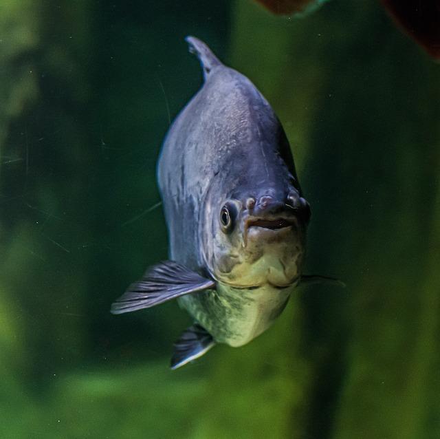 Rizika Přílišné Konzumace Kofeinu u Dětí