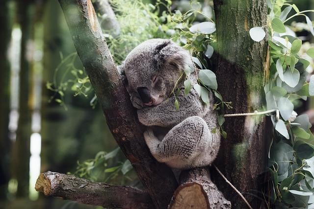 Koala a kávovník: Nečekaní přátelé v přírodě