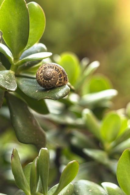 Nemoci kávovníku Arabica: Jak udržet rostlinu zdravou